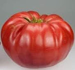 Dark Red Tomato Solanum lycopersicum for planting in urban garden