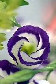 White & Blue Eustoma (Lisianthus) Flower Seeds for Planting - Heirloom, NON-GMO, Easy to Grow Dhara Seeds