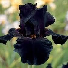 Iris Flower Heirloom Non Gmo Image