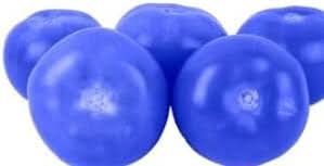 Blue Tomato Solanum lycopersicum for planting in home garden