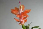 Christmas Cactus Flower Seeds for Planting - NON GMO Seeds Dhara Seeds