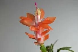 Christmas Cactus Flower Seeds for Planting - NON GMO Seeds Dhara Seeds