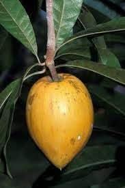Campechiana Fruit Seeds for Growing Rare and Delicious Tropical Fruits