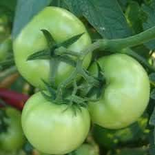 Tomato Seeds for Planting, Green