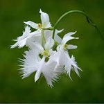 Aigrette Orchid Plant Seeds for Planting - 100 pcs for planting in your garden.