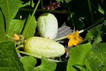 Blonde Cucumber Seeds for Planting - Heirloom & Non-GMO Garden Seeds