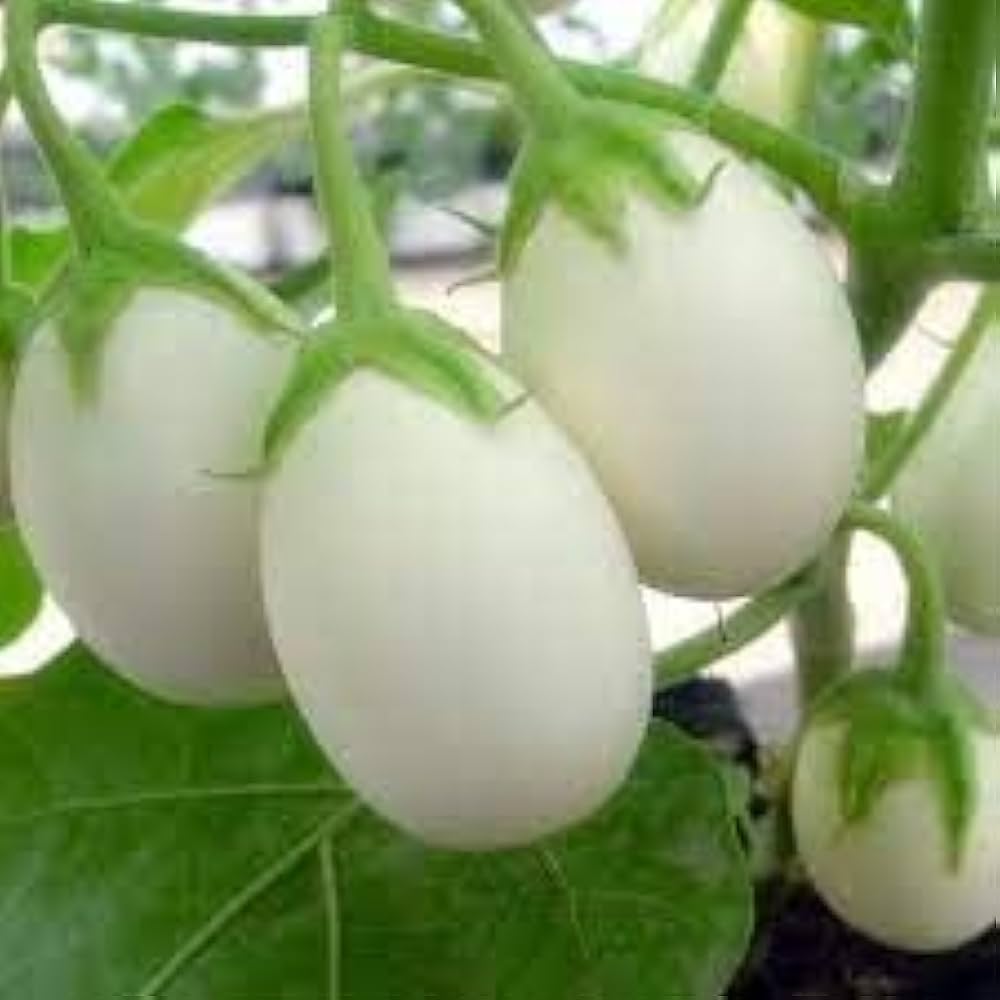 Eggplant Solanum Melongena White Vegetable Seeds for Planting – Unique Home Garden Variety for Culinary Use