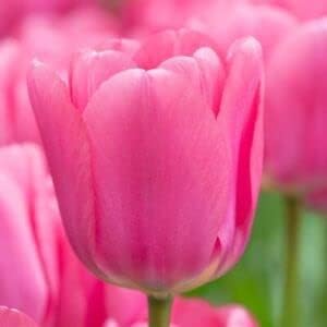 Pink Tulip Flower Seeds for Planting – Vibrant, Heirloom, Non-GMO, Garden Flowers