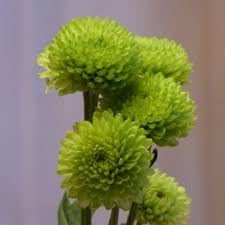 Heirloom Non-GMO Chrysanthemum Plant Seeds for Planting – Vibrant Fall Blooms for Garden Displays - Non-GMO for planting in home garden