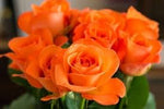 Roseflower Seeds for Planting, Heirloom, Non-GMO for planting in home garden