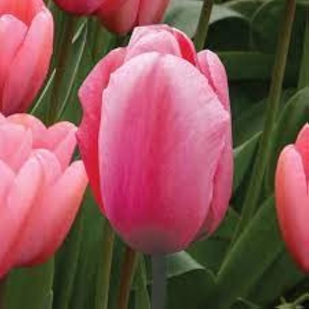 Tulip Tulipa Gesneriana Double variety Flowering Seeds For Planting in spring garden or decorative beds