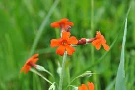 Flower (Flower scientific name) for planting in garden