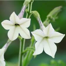 Alata Flower Seeds for Planting, 100