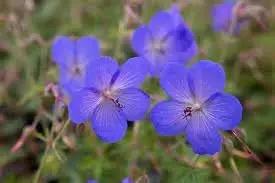 Cranesbill Geranium Flower Seeds for Planting - Heirloom & Non-GMO Seeds Dhara Seeds