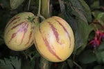 Melon pear Solanum muricatum seeds for garden beds