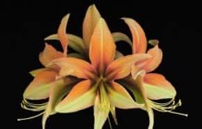Orange-Green Hippeastrum Flower Seeds – Heirloom Non-GMO Amaryllis Seeds for Tropical Garden Color
