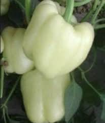 Bell pepper Capsicum annuum seeds for planting in vegetable garden