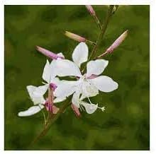 Gaura Flower Seeds for Planting, 100