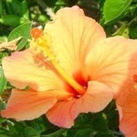 Heirloom Non-GMO Hibiscus Flower Seeds for Planting – Light Orange Blooms, Tropical and Vibrant