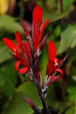 Canna Plant Seeds for Garden Planting - NON GMO Seeds Dhara Seeds