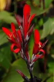 Canna Plant Seeds for Garden Planting - NON GMO Seeds Dhara Seeds