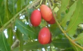 Harpephyllum Caffrum Fruit Seeds for Growing Exotic and Resilient Trees