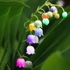 Bell Orchid Flower Seeds for Garden Planting - NON GMO Seeds Dhara Seeds