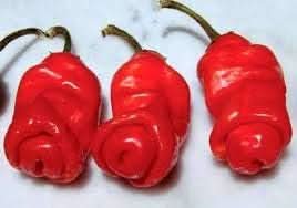 Peter Pepper Capsicum annuum for planting in home garden