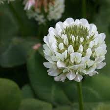 Dutch Flower Seeds for Planting – Organic, Heirloom, Non-GMO Mixed  Bloom Seeds