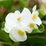Fibrous Begonia Flower Seeds for Planting - NON GMO Seeds Dhara Seeds