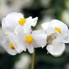 Fibrous Begonia Flower Seeds for Planting - NON GMO Seeds Dhara Seeds