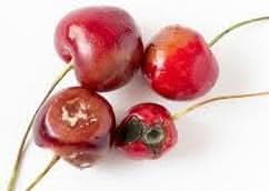 Ardisia Crenata Fruit Seeds - A Decorative Plant with Vibrant Fruits