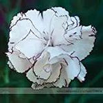 White Crimson Rim Flower Seeds for Planting - NON GMO Seeds Dhara Seeds