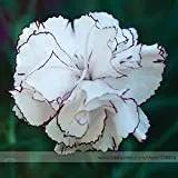 White Crimson Rim Flower Seeds for Planting - NON GMO Seeds Dhara Seeds