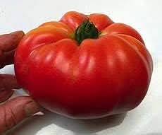Huge Tomato Vegetable Seeds for Planting – Large Red Heirloom Variety