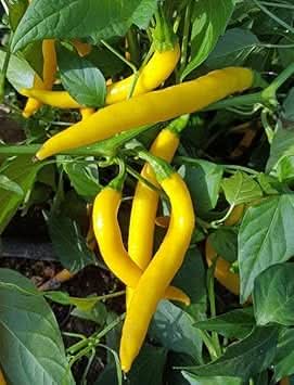 Yellow Chilli Vegetable Seeds for Planting heirloom & Non-GMO Seeds ...