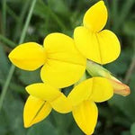 Birdsfoot Flower Seeds for Planting - 100 seeds for planting in home garden