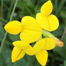 Birdsfoot Flower Seeds for Planting - 100 seeds for planting in home garden