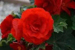 Tuberous Begonia Red Flower Seeds for Planting - NON GMO Seeds Dhara Seeds