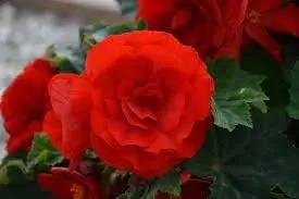 Tuberous Begonia Red Flower Seeds for Planting - NON GMO Seeds Dhara Seeds
