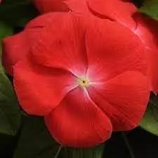 Vinca Orange Flower Garden Seeds for Planting - NON GMO Seeds for planting in home garden