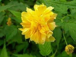 Kerrie Flower Seeds for Planting 100 seeds for planting in home garden