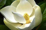 Heirloom Non-GMO Magnoliaceae Flower Seeds for Planting – Fragrant Tree Blooms for Elegant Landscapes - Non-GMO for planting in home garden