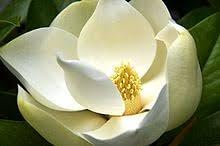 Heirloom Non-GMO Magnoliaceae Flower Seeds for Planting – Fragrant Tree Blooms for Elegant Landscapes - Non-GMO for planting in home garden