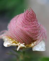 Triflorum Flower Seeds for Planting – 100
