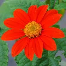 Mexican Flower Seeds for Planting - 100 pcs