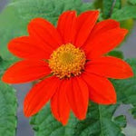 Flower (Flower scientific name) for planting in garden