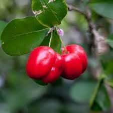 New Fresh Malpighia Fruit Seeds - Exotic Superfruit for Nutrient-Rich Berries