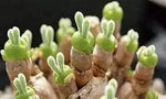 Rabbit Ears Succulent Plant Seeds for Planting - NON GMO Seeds Dhara Seeds