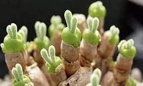 Rabbit Ears Succulent Plant Seeds for Planting - NON GMO Seeds Dhara Seeds